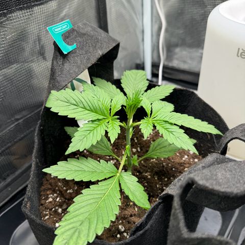 Gelato Auto growlog timeline photo