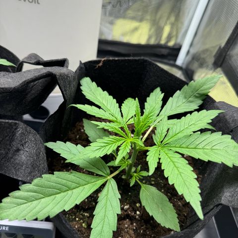 Original Auto Jack Herer growlog timeline photo