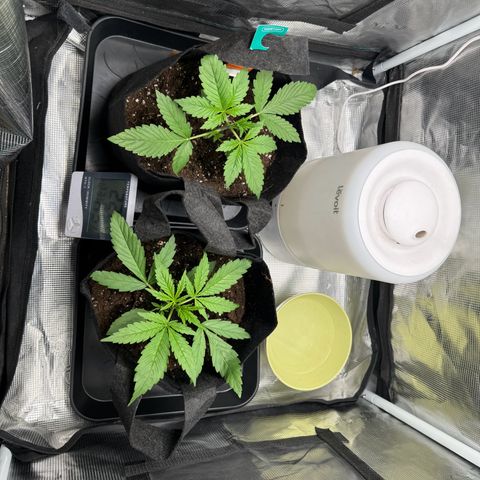 Gelato Auto growlog timeline photo
