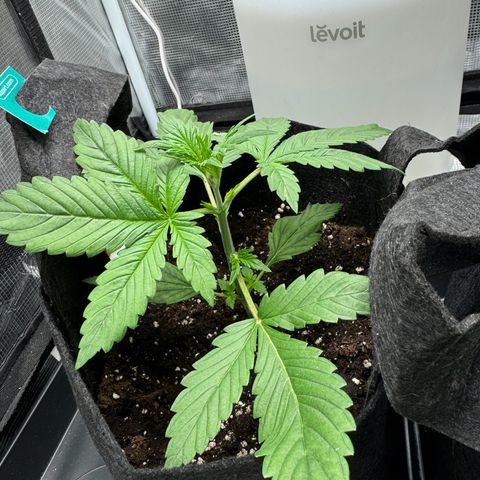 Gelato Auto growlog timeline photo