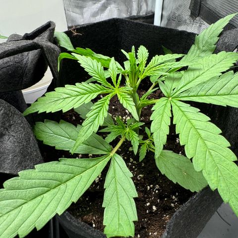 Original Auto Jack Herer growlog timeline photo