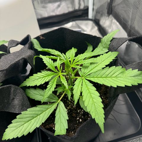 Original Auto Jack Herer growlog timeline photo