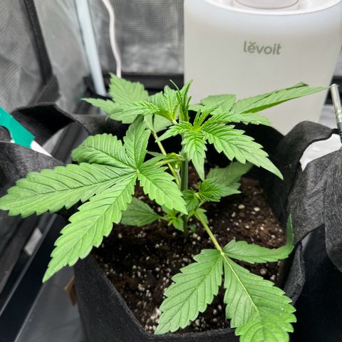 Gelato Auto growlog timeline photo
