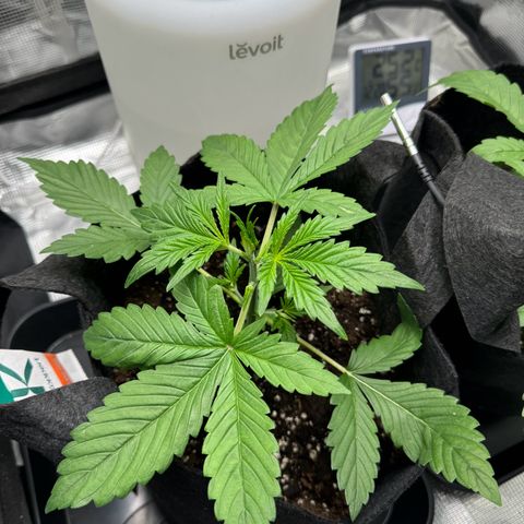 Gelato Auto growlog timeline photo