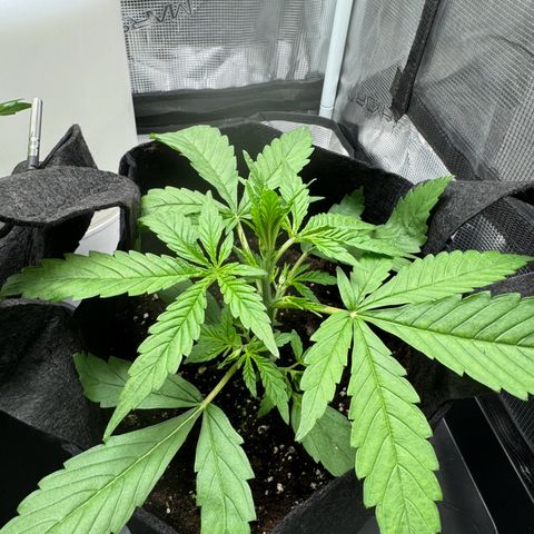 Original Auto Jack Herer growlog timeline photo