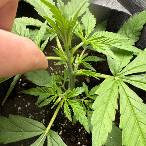 Original Auto Jack Herer growlog timeline photo