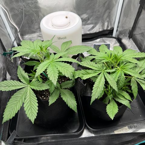 Gelato Auto growlog timeline photo