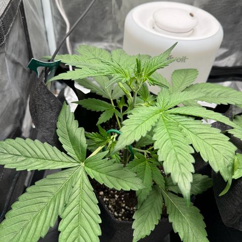 Gelato Auto growlog timeline photo