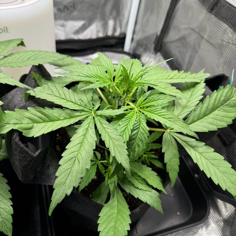 Original Auto Jack Herer growlog timeline photo