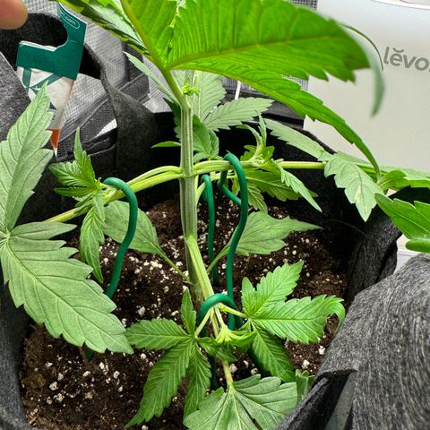 Gelato Auto growlog photo: Low stress training 