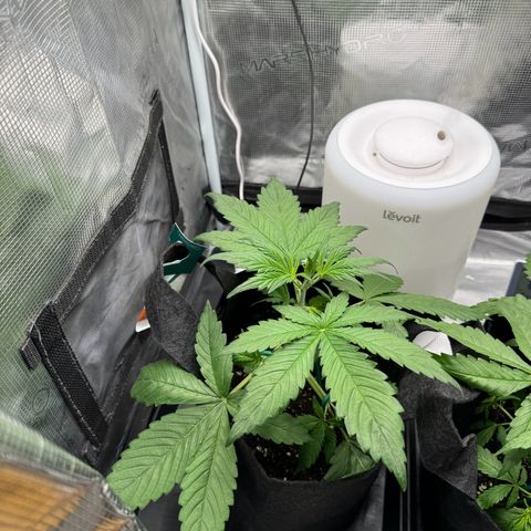 Gelato Auto growlog photo: Low stress training 