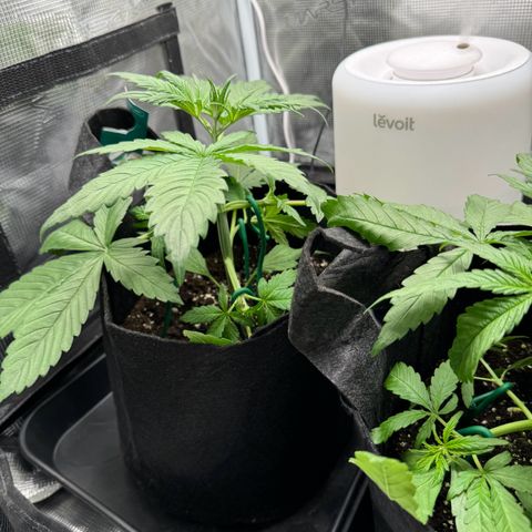 Gelato Auto growlog photo: Low stress training 