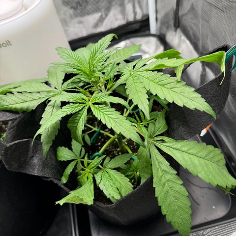 Original Auto Jack Herer growlog photo: Low stress training 