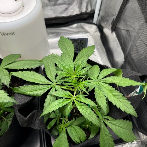 Original Auto Jack Herer growlog photo: Low stress training 