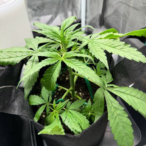 Original Auto Jack Herer growlog photo: Low stress training 