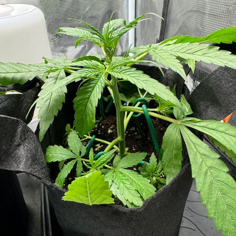 Original Auto Jack Herer growlog photo: Low stress training 