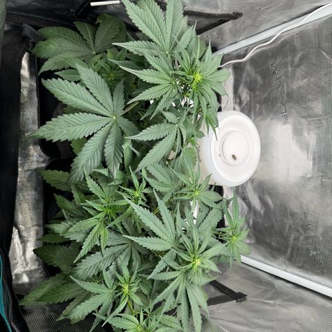 Gelato Auto growlog timeline photo