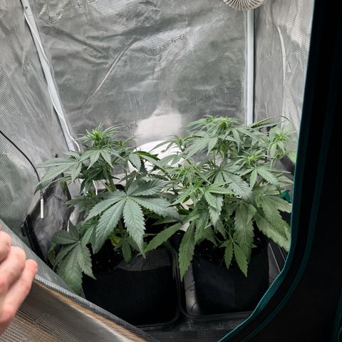 Gelato Auto growlog timeline photo