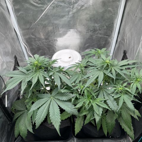Gelato Auto growlog timeline photo
