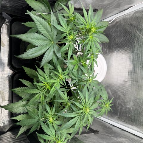 Gelato Auto growlog timeline photo