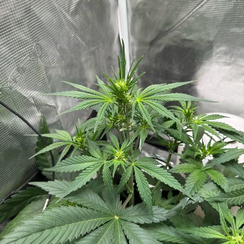 Gelato Auto growlog timeline photo