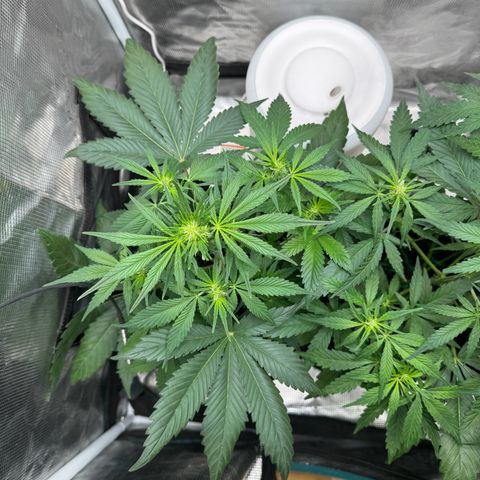 Gelato Auto growlog timeline photo
