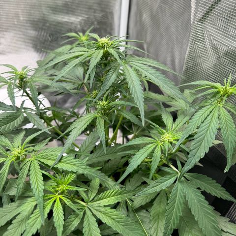 Original Auto Jack Herer growlog timeline photo
