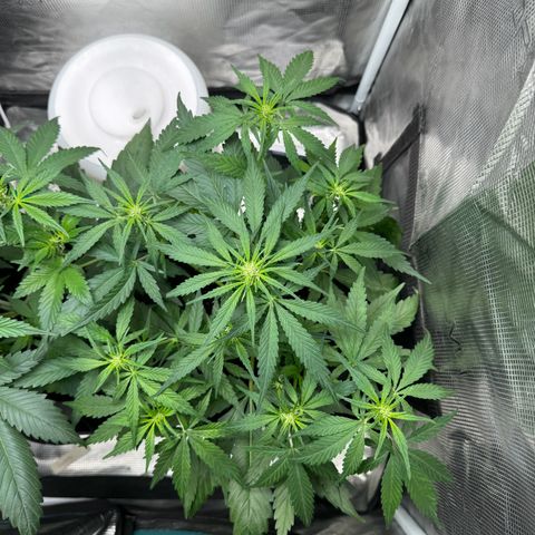 Original Auto Jack Herer growlog timeline photo