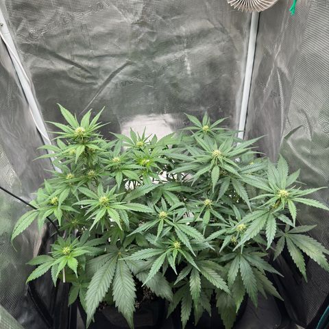 Gelato Auto growlog timeline photo