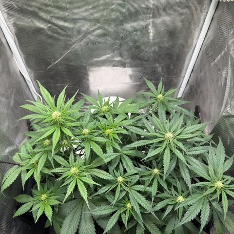 Gelato Auto growlog timeline photo