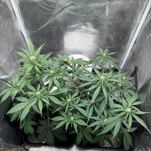Gelato Auto growlog timeline photo