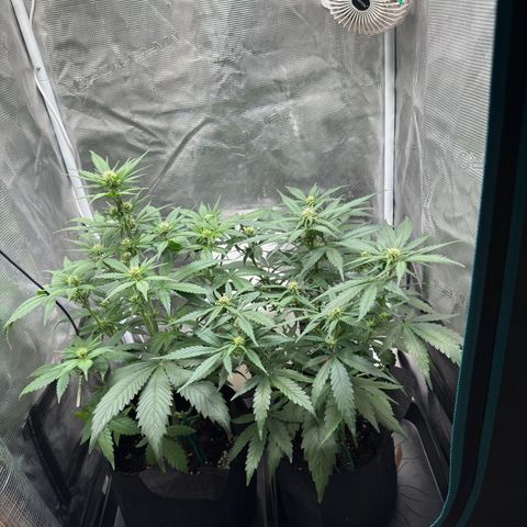 Gelato Auto growlog timeline photo