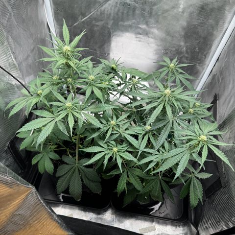 Gelato Auto growlog timeline photo