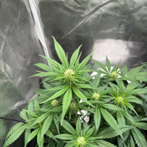 Gelato Auto growlog timeline photo