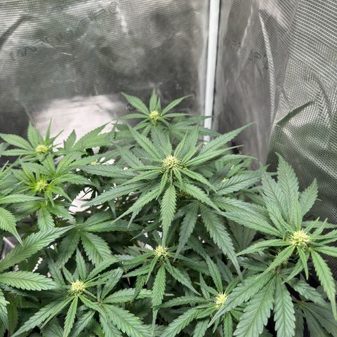 Original Auto Jack Herer growlog timeline photo