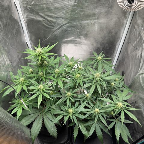 Gelato Auto growlog timeline photo