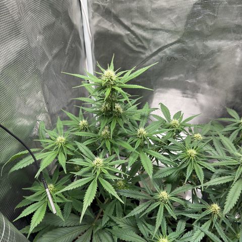 Gelato Auto growlog timeline photo
