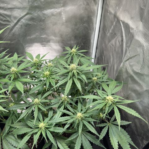 Original Auto Jack Herer growlog timeline photo