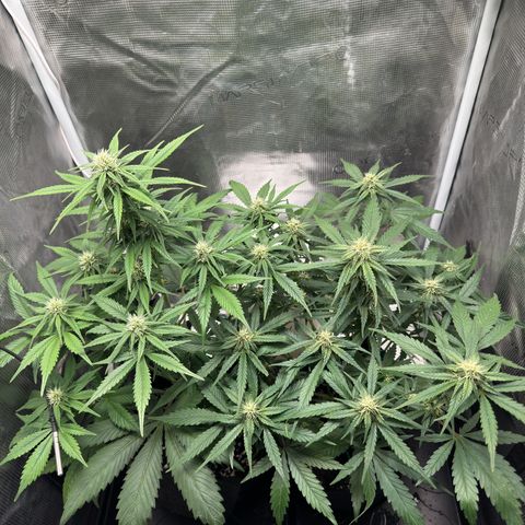 Gelato Auto growlog timeline photo