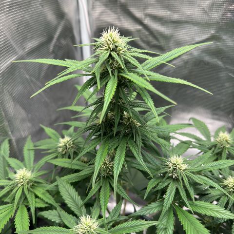 Gelato Auto growlog timeline photo