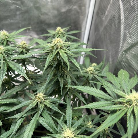 Original Auto Jack Herer growlog timeline photo