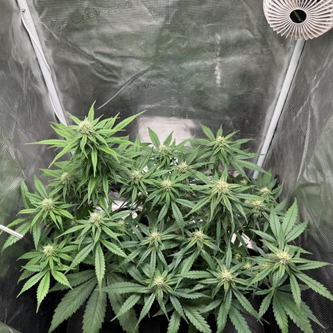 Gelato Auto growlog timeline photo