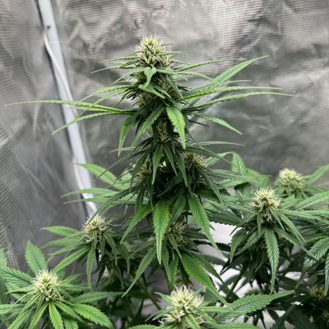 Gelato Auto growlog timeline photo