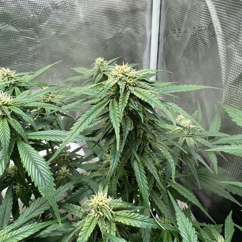 Original Auto Jack Herer growlog timeline photo