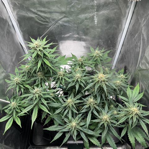 Gelato Auto growlog timeline photo