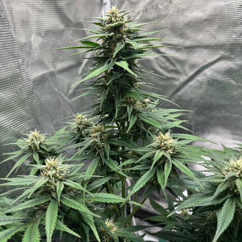Gelato Auto growlog timeline photo