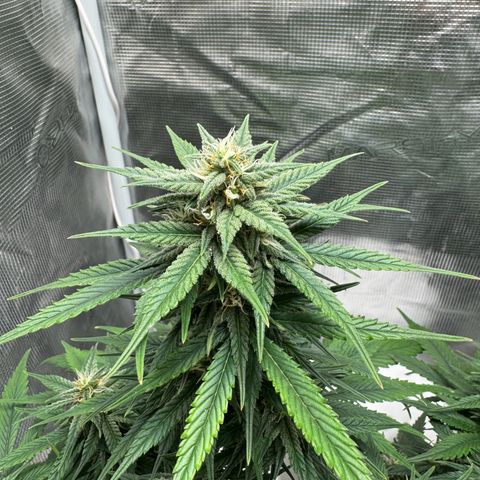 Gelato Auto growlog timeline photo