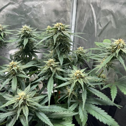Original Auto Jack Herer growlog timeline photo