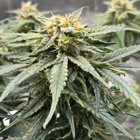 Original Auto Jack Herer growlog timeline photo