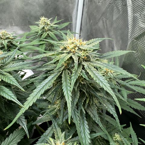Original Auto Jack Herer growlog timeline photo